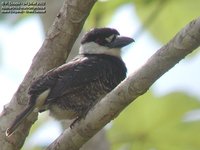 White-necked Puffbird - Notharchus macrorhynchos