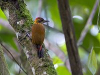 Red-rumped Woodpecker - Veniliornis kirkii
