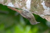 Olivaceous Woodcreeper - Sittasomus griseicapillus