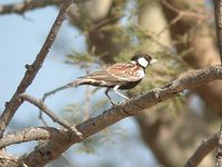 Chestnut-backed Sparrow-Lark - Eremopterix leucotis