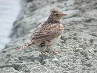 Eurasian Skylark - Alauda arvensis