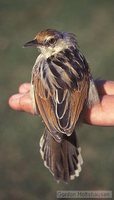 Winding Cisticola - Cisticola galactotes