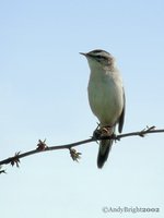 Sedge Warbler - Acrocephalus schoenobaenus