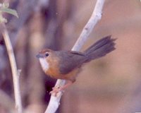 Tawny-bellied Babbler - Dumetia hyperythra