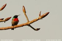 Olive-bellied Sunbird - Cinnyris chloropygius