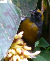 Dusky-faced Tanager - Mitrospingus cassinii