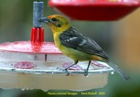 Flame-colored Tanager - Piranga bidentata