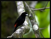 Flame-rumped Tanager - Ramphocelus flammigerus