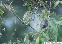 Large Tree-Finch - Camarhynchus psittacula