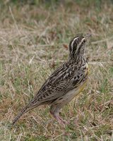 Western Meadowlark - Sturnella neglecta