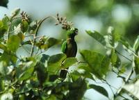 Olive-throated Parakeet