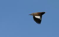 Indian Myna