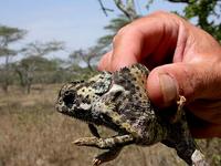 Chameleon
