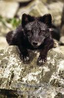 arctic fox , Alopex lagopus stock photo