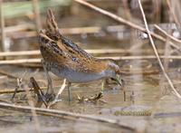 Baillon's crake C20D 02611.jpg