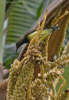 olive-backed-sunbird