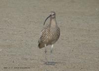 Australian Curlew Numenius madagascariensis 알락꼬리마도요