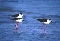 Black-Winged Stilt Himantopus himantopus 장다리물떼새