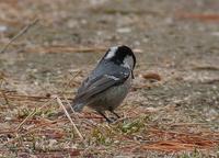 Coal Tit Parus  ater 진박새