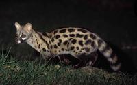 ...Small-spotted Genet, Genetta genetta, Giant`s Castle Game Reserve, Drakensberg, South Africa (ta