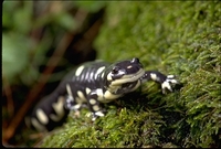 : Ambystoma californiense; California Tiger Salamander