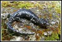 : Aneides flavipunctatus; Black Salamander