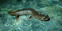 : Hydromantes brunus; Limestone Salamander