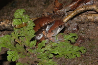 : Hypopachus variolosus; Sheep Frog