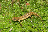 : Lissotriton vulgaris; Smooth Newt