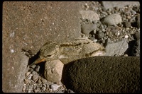 : Haematopus palliatus; American Oystercatcher