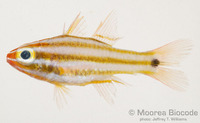 : Ostorhinchus angustatus