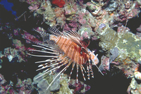 : Pterois antennatus; Turkeyfish, Butterfly-cod