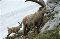 : Capra ibex ibex
