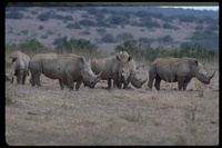 : Ceratotherium simum; White Rhinoceros