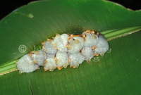 : Ectophylla alba; Honduran Fruit Bat