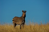 : Equus zebra hartmannae; Hartmann's Mountain Zebra