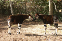 : Okapia johnstoni; Okapi