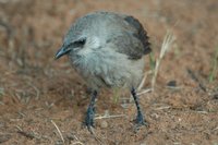 : Turdoides bicolor; Pied Babbler