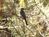 : Vermivora luciae; Lucy's Warbler