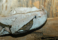 : Bitis gabonica; Gaboon Viper