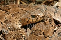 : Causus rhombeatus; Rhombic Night Adder