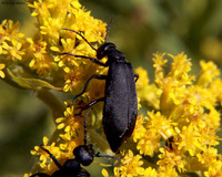 : Epicauta pennsylvanica; Black Blister Beetle;