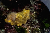 : Archidoris montereyensis; Monterey Sea Lemon Nudibranch