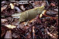 : Ariolimax columbianus; Banana Slug