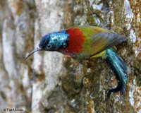 Green-tailed Sunbird