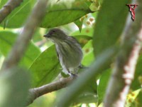 Thick-billed Flowerpecker(Dicaeum agile)