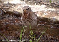 Fig. 3. Black-throated Thrush : 검은목지빠귀