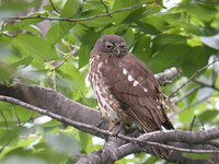 솔부엉이 Ninox scutulata | brown hawk-owl