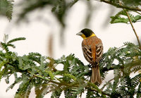 Black headed Bunting