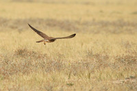 Hunting Sparrowhawk
